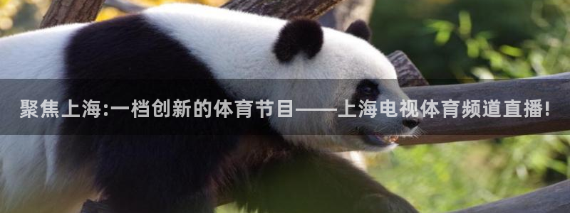 搜球吧直播：聚焦上海:一档创新的体育节目——上海电视体育频道直播!