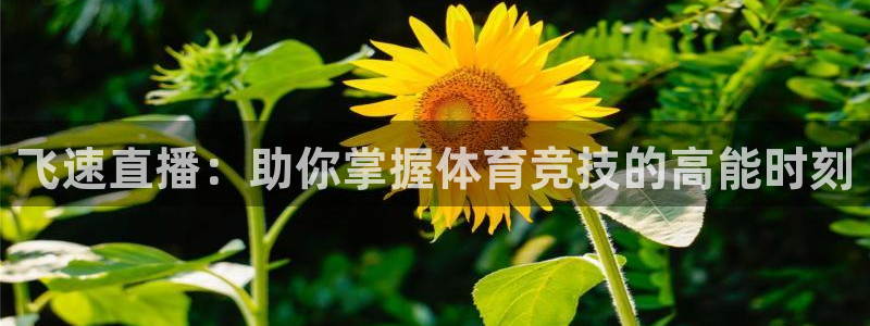 搜球吧nba视频直播：飞速直播：助你掌握体育竞技的高能时刻